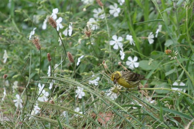 identificazione [Verzellino]